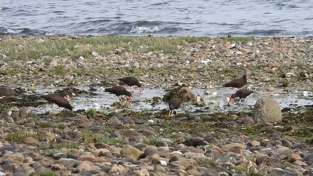 Black Oystercatcher - ML635350175