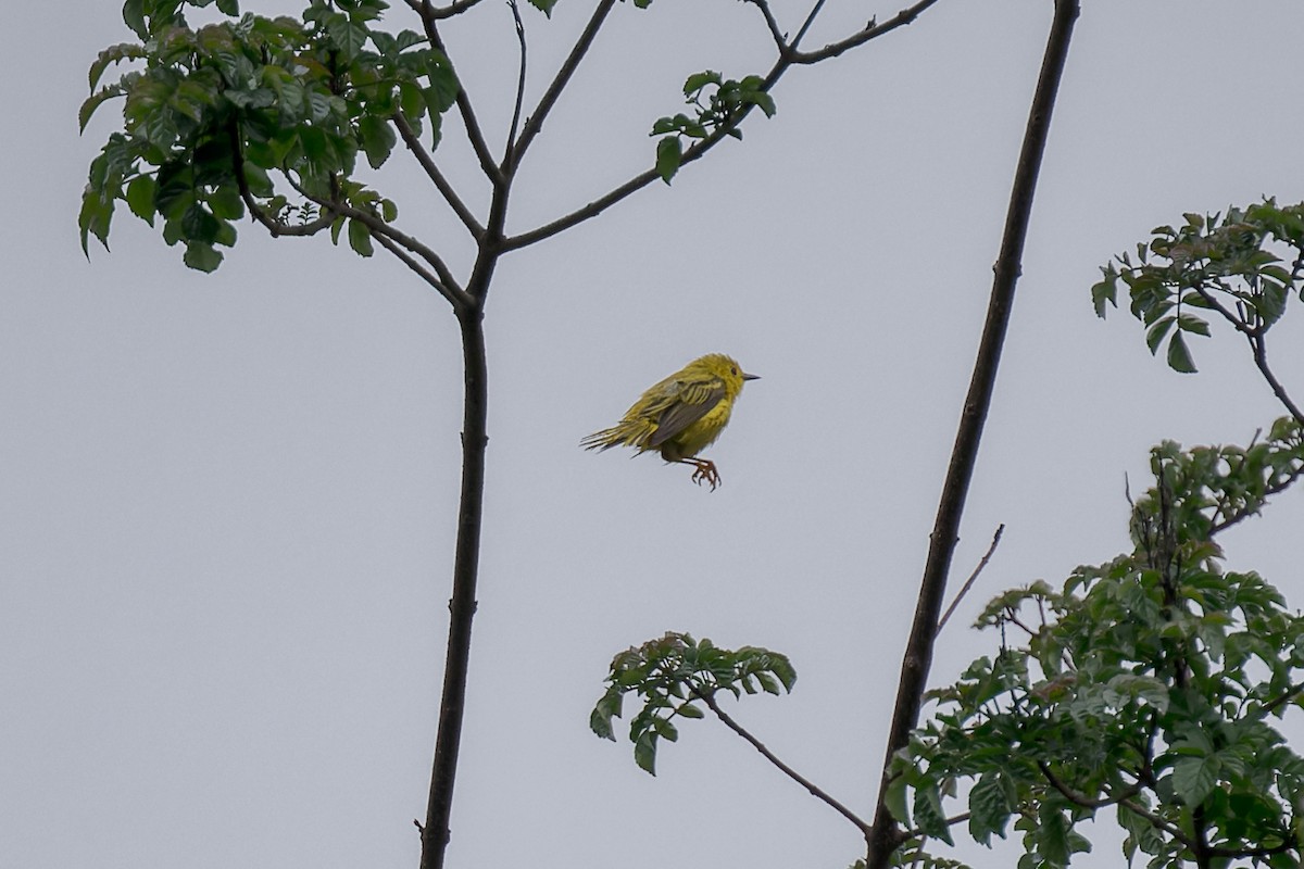 Yellow Warbler - ML635350204