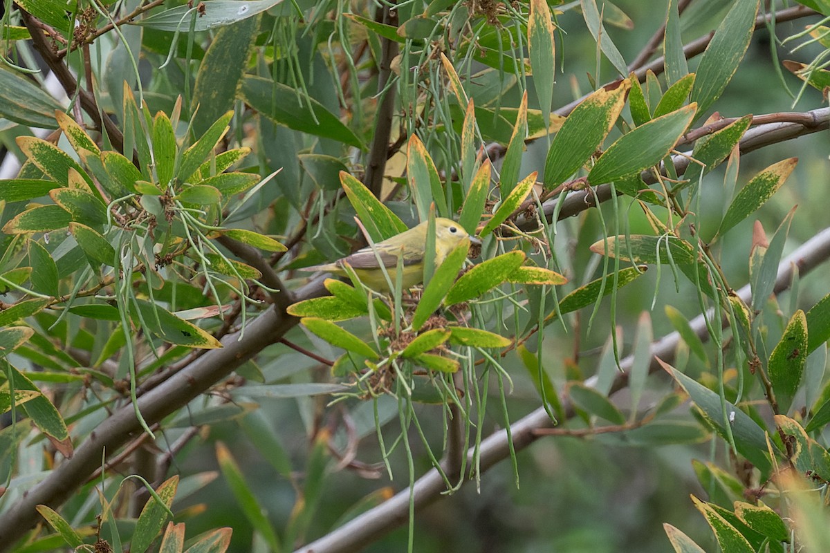 Yellow Warbler - ML635350205
