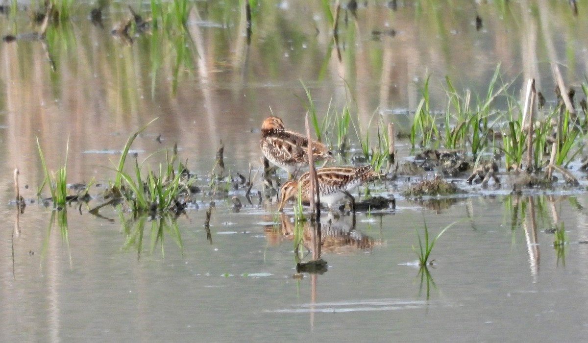 Common Snipe - ML635350209