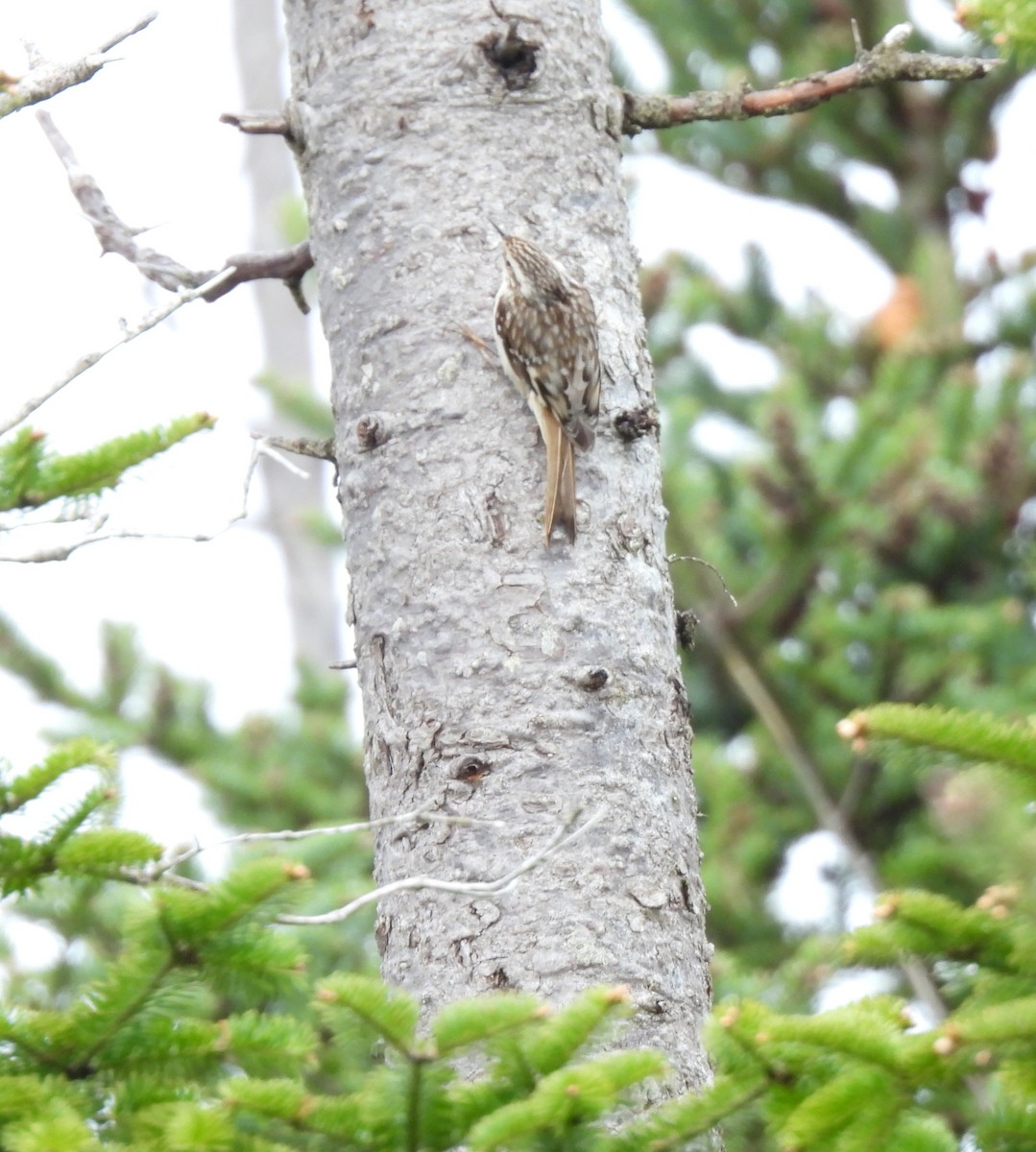 Brown Creeper - ML635350266