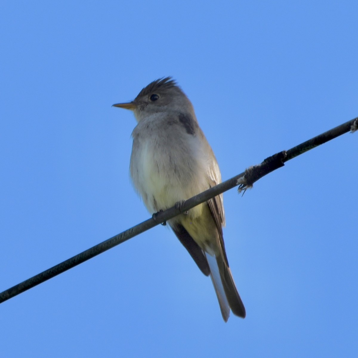 Western Wood-Pewee - ML635350290