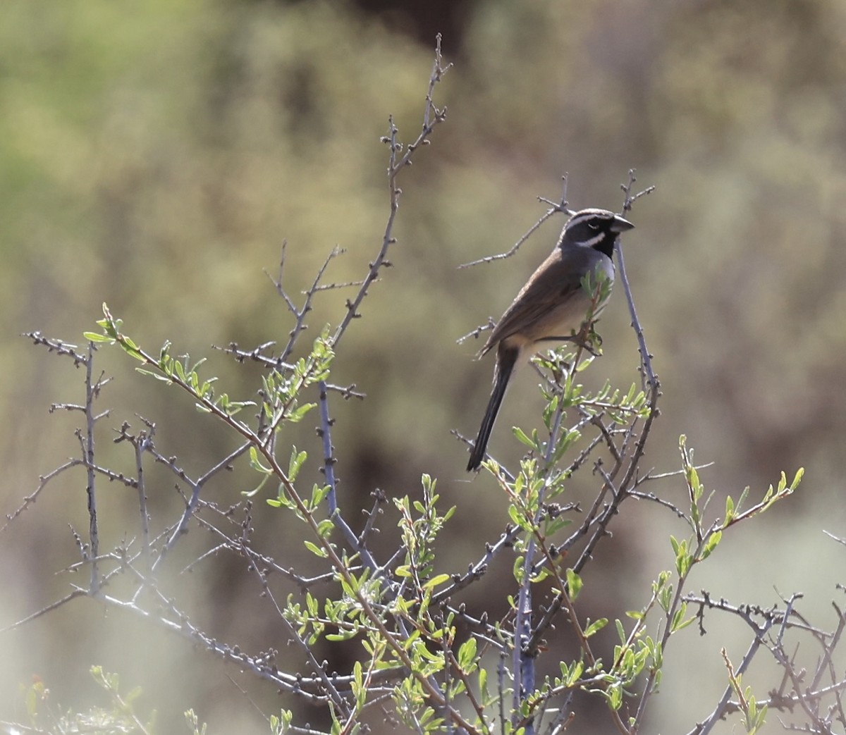 Black-throated Sparrow - ML635350346