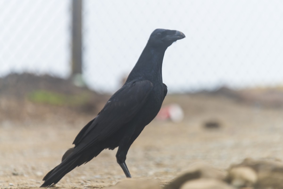 Common Raven - ML635350366