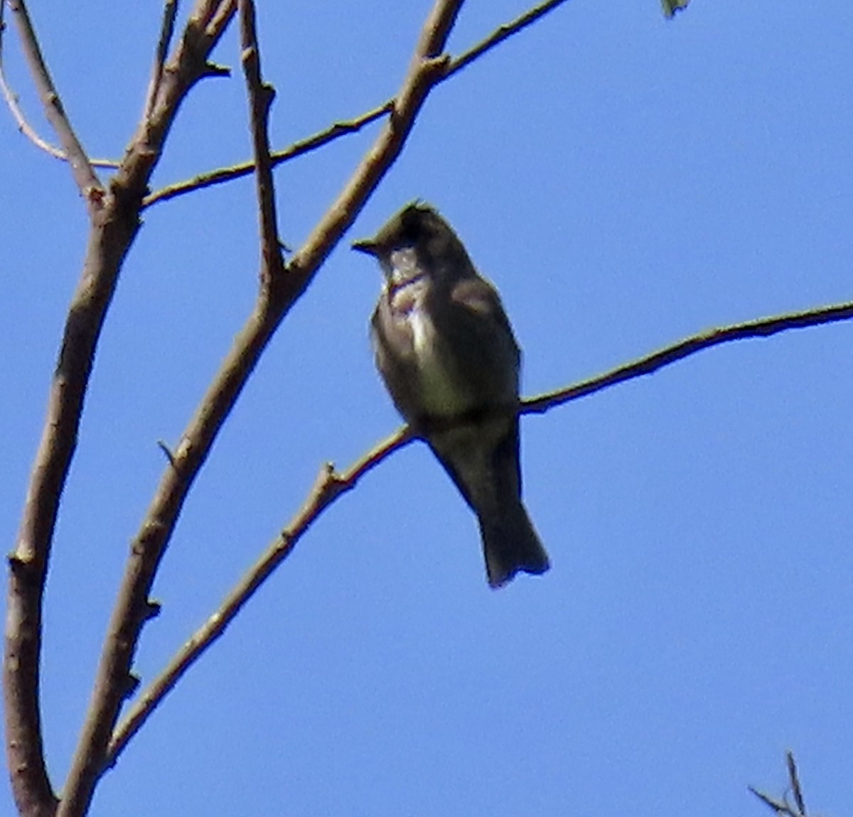 Olive-sided Flycatcher - ML635350408