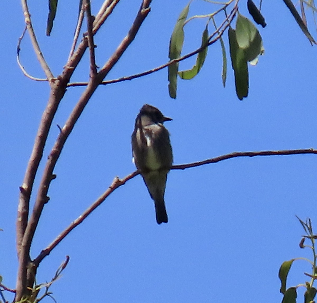 Olive-sided Flycatcher - ML635350409
