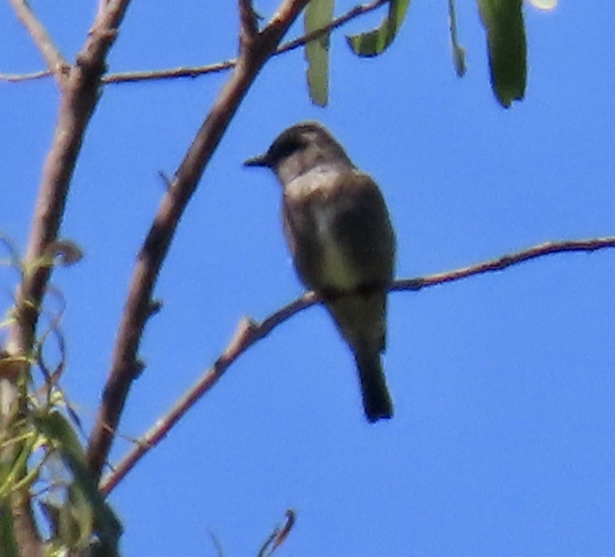 Olive-sided Flycatcher - ML635350410
