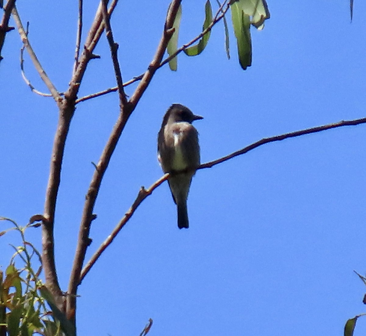 Olive-sided Flycatcher - ML635350411