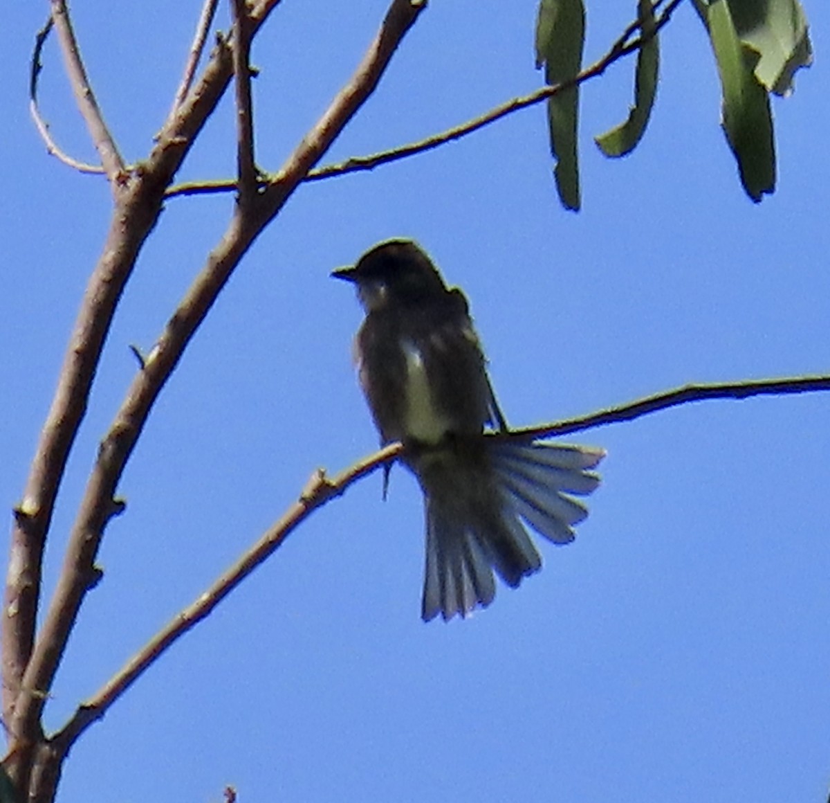 Olive-sided Flycatcher - ML635350412