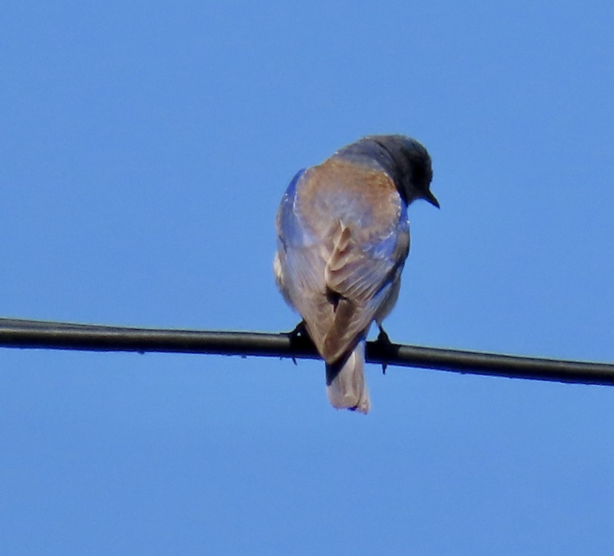 Western Bluebird - ML635350439