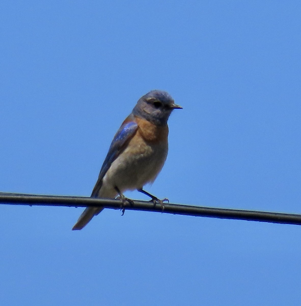 Western Bluebird - ML635350440