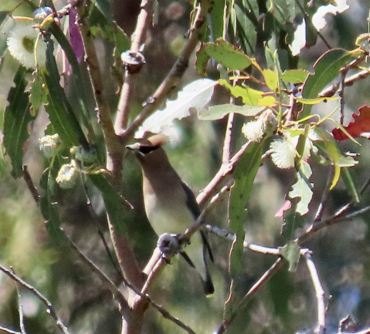 Cedar Waxwing - ML635350454