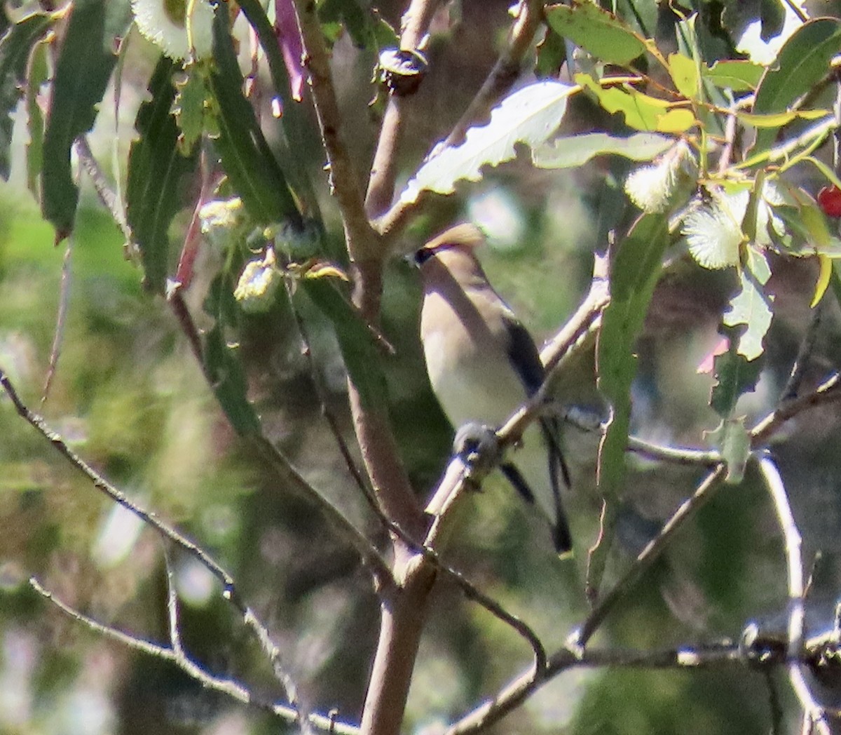 Cedar Waxwing - ML635350455