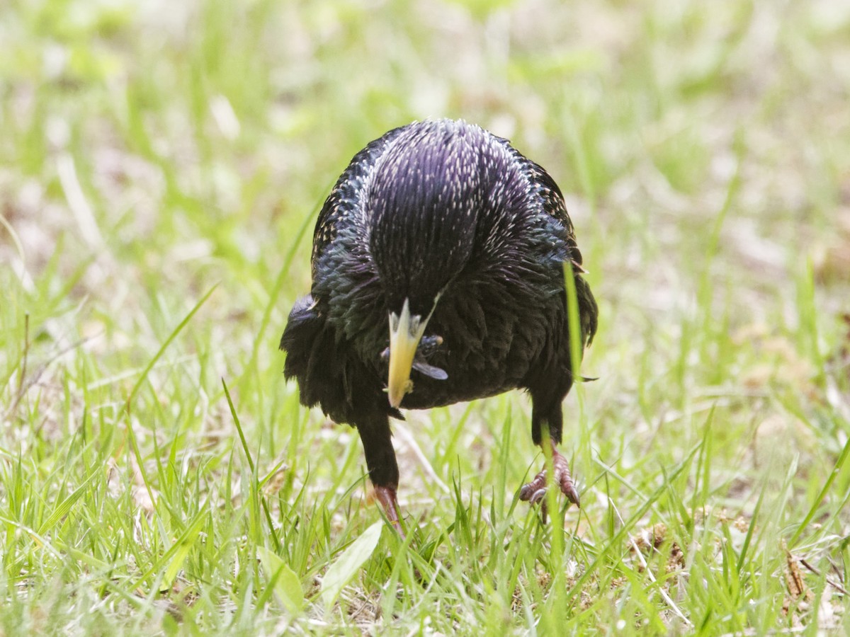 European Starling - ML635350457