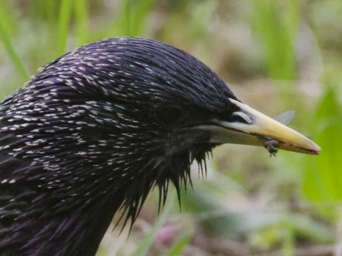 European Starling - ML635350458