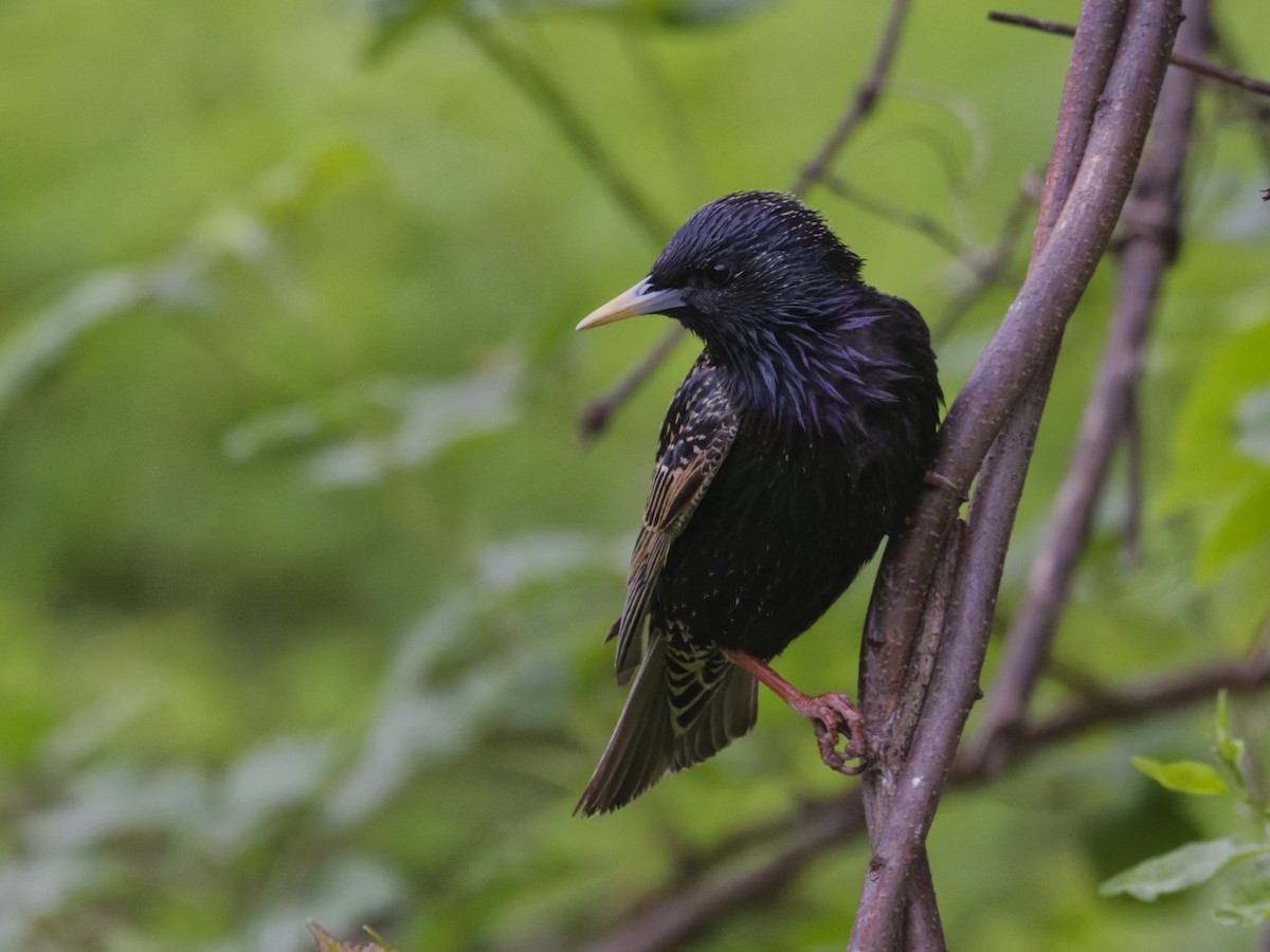 European Starling - ML635350460