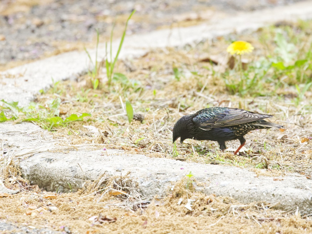 European Starling - ML635350461