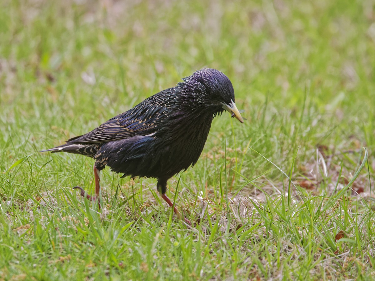 European Starling - ML635350462