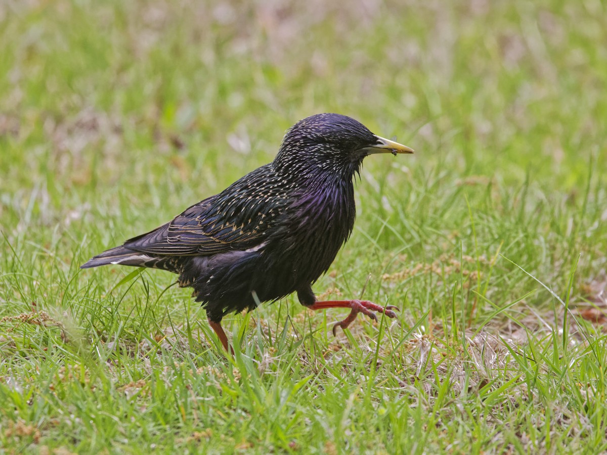 European Starling - ML635350463