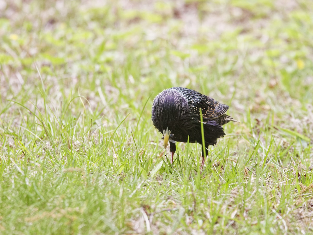 European Starling - ML635350464