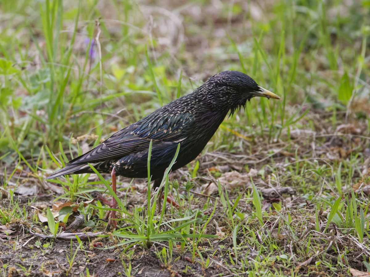 European Starling - ML635350465