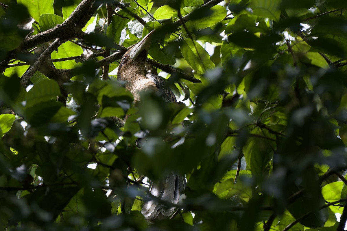 Rusty-cheeked Hornbill - ML635350478