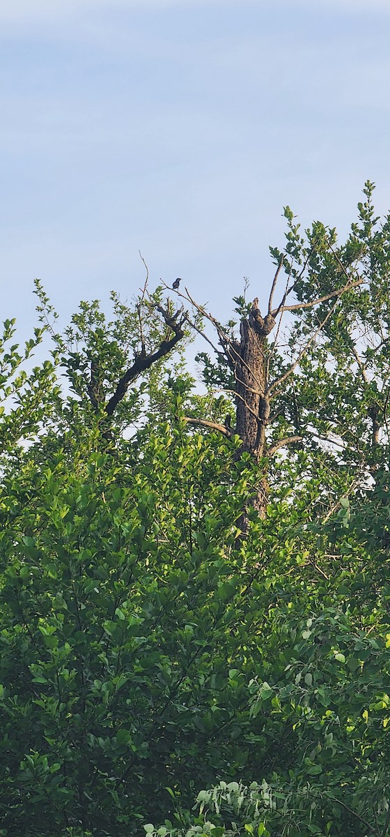 European Starling - ML635350489