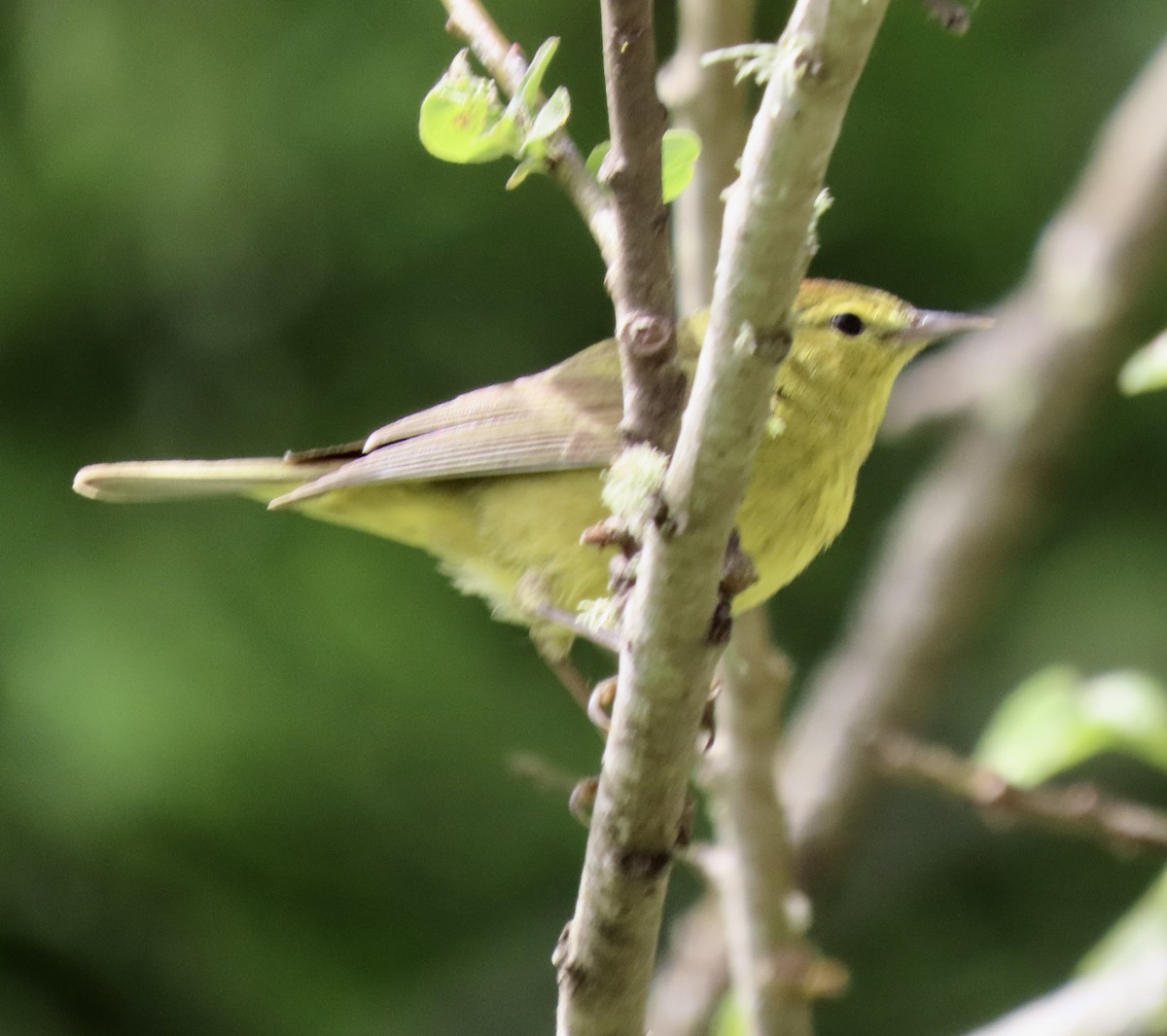 Orange-crowned Warbler - ML635350502