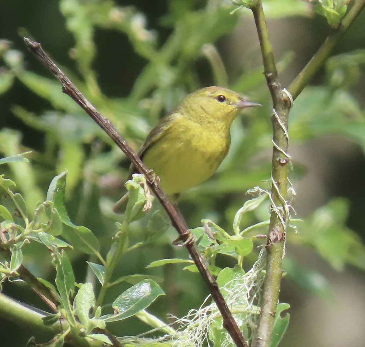 Orange-crowned Warbler - ML635350503