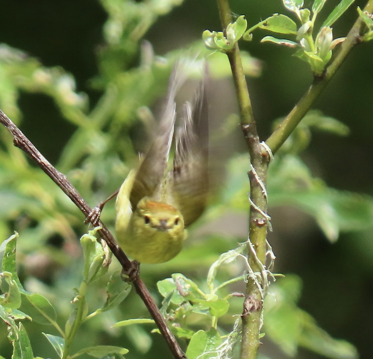 Orange-crowned Warbler - ML635350513