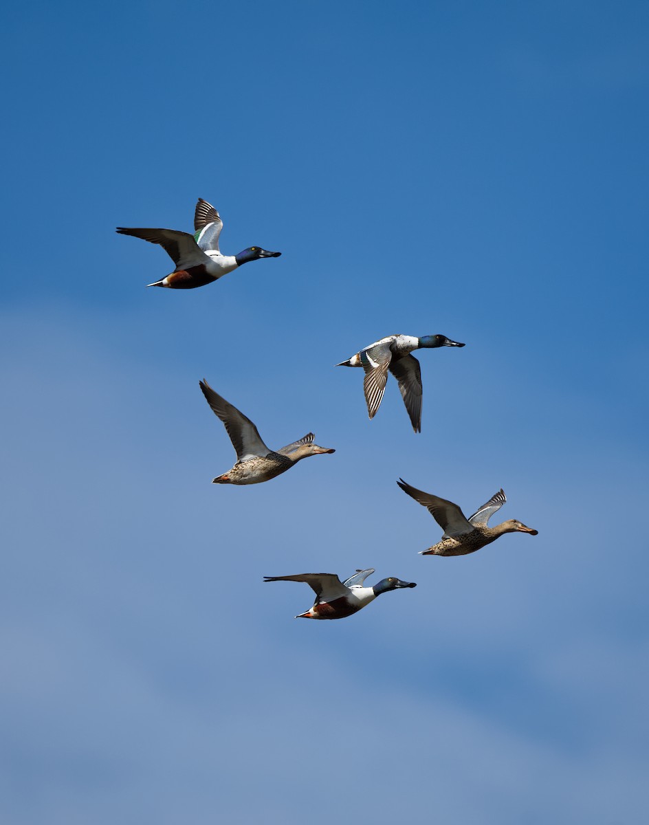 Northern Shoveler - ML635350515