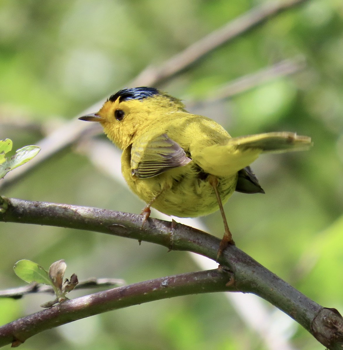 Wilson's Warbler - ML635350520