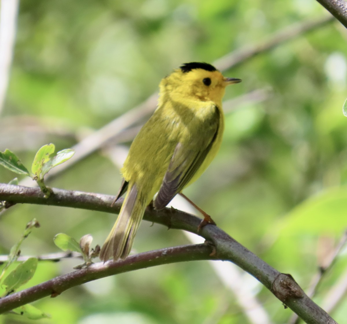 Wilson's Warbler - ML635350521