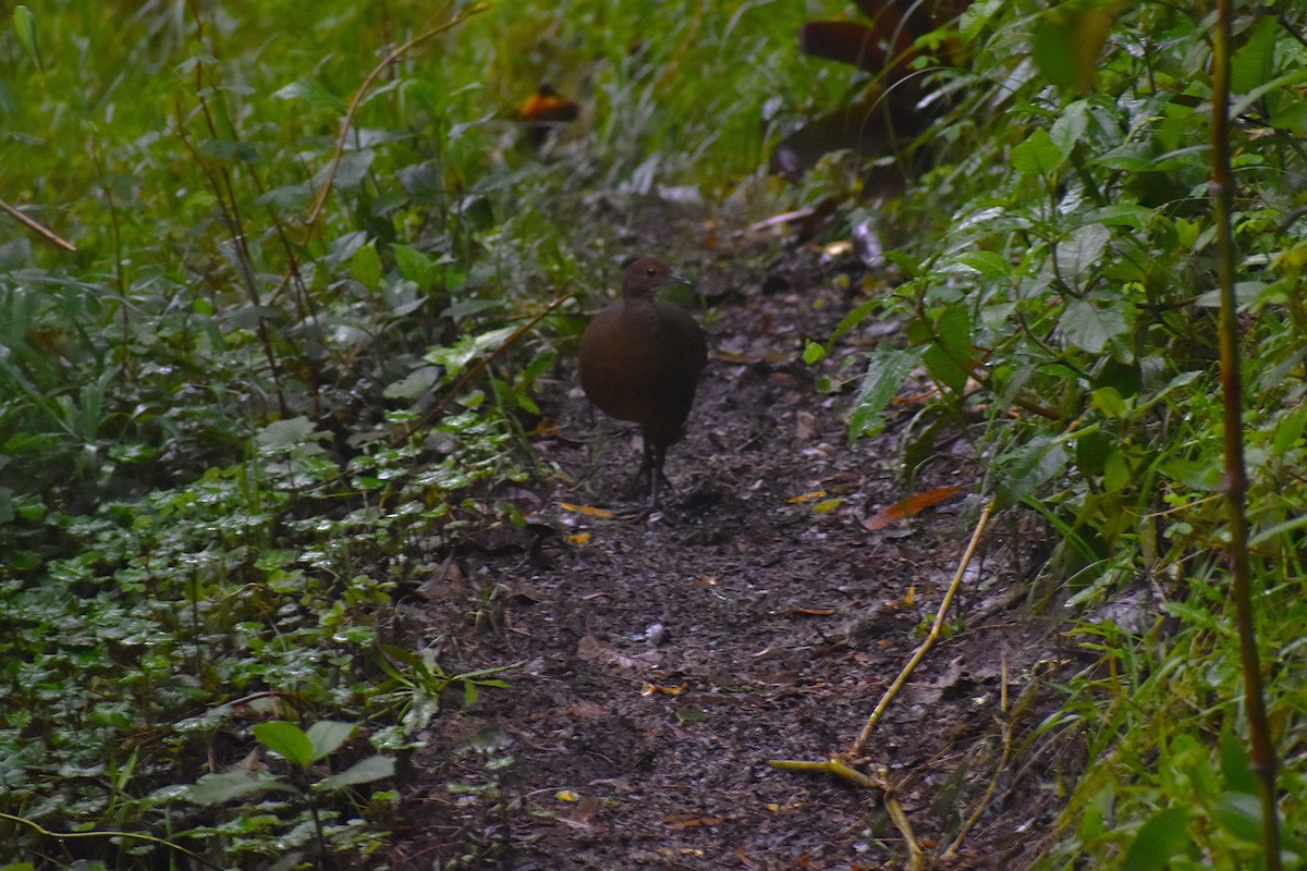 Tawny-breasted Tinamou - ML635350567