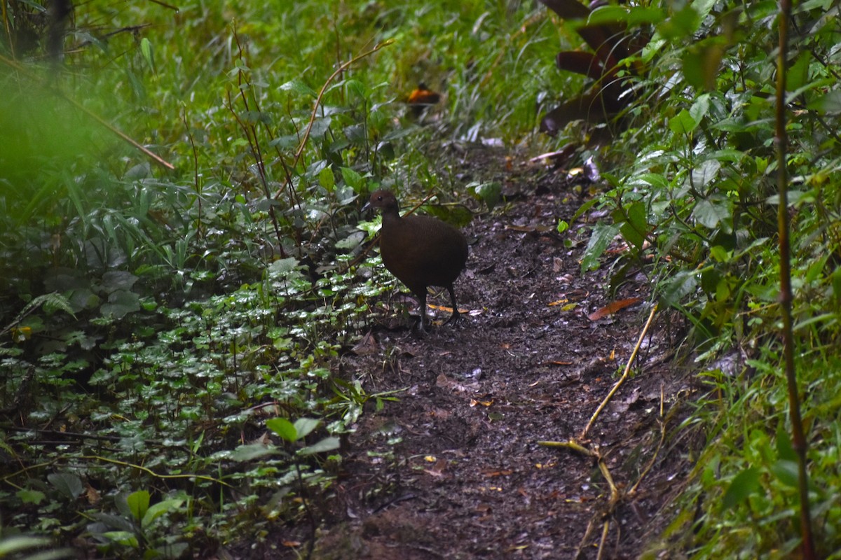 Tawny-breasted Tinamou - ML635350577