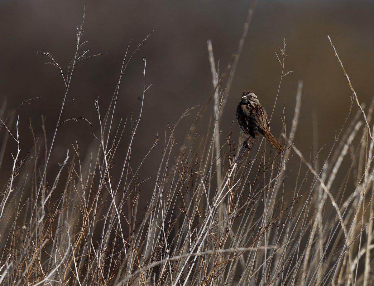 Song Sparrow - ML635350588