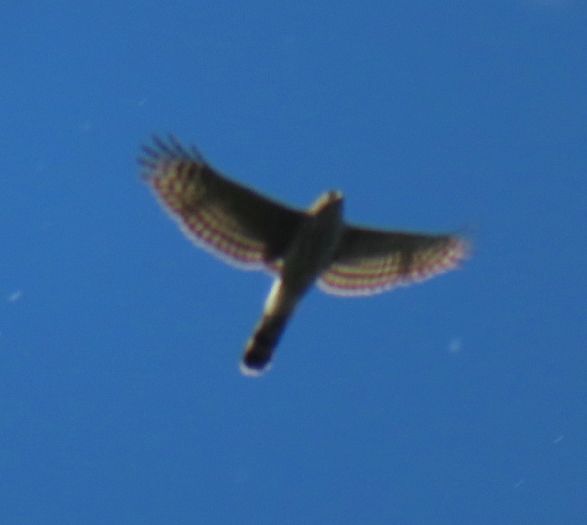 Cooper's Hawk - ML635350597