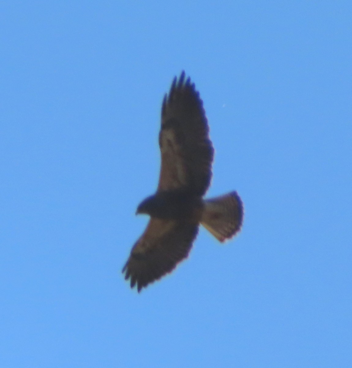 Swainson's Hawk - ML635350605