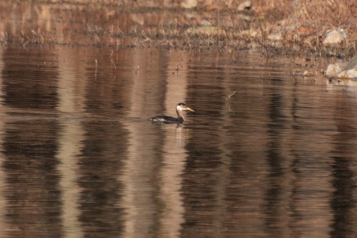 赤頸鸊鷉 - ML635350616