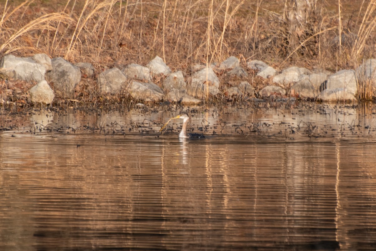 赤頸鸊鷉 - ML635350619