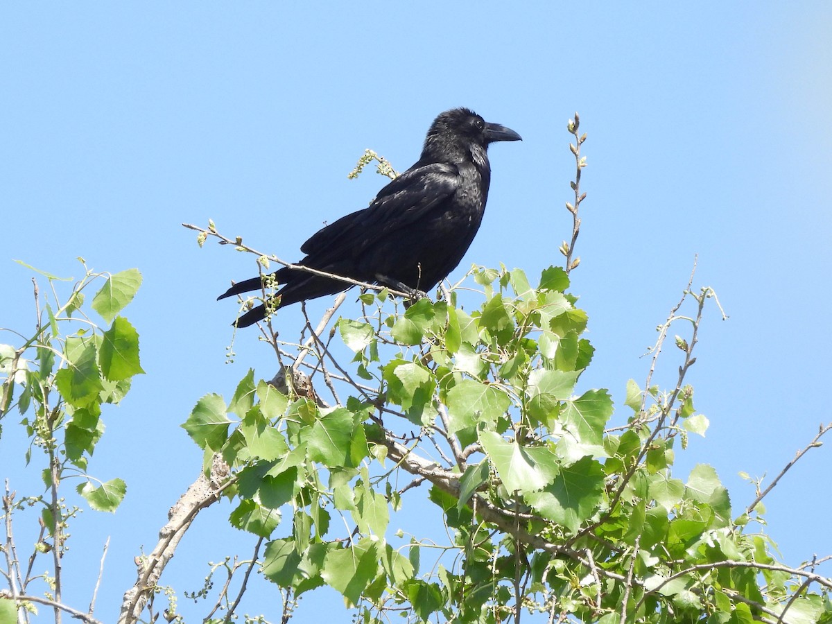 Common Raven - ML635350639