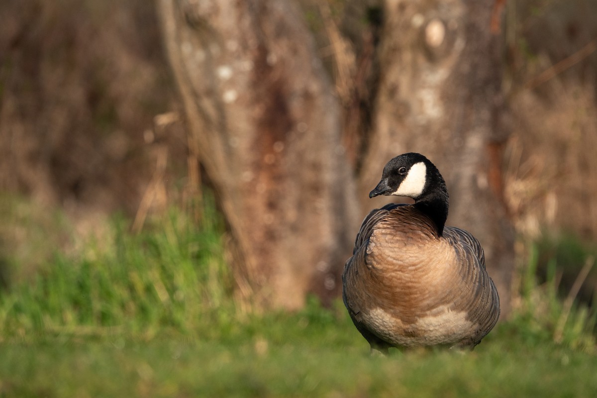 Branta kanadar txikia - ML635350673