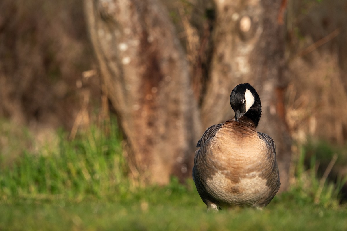 Branta kanadar txikia - ML635350674