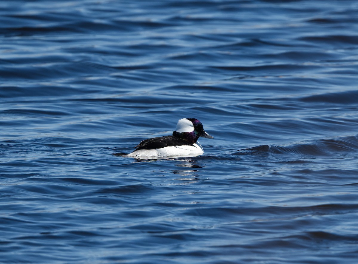 Bufflehead - ML635350697