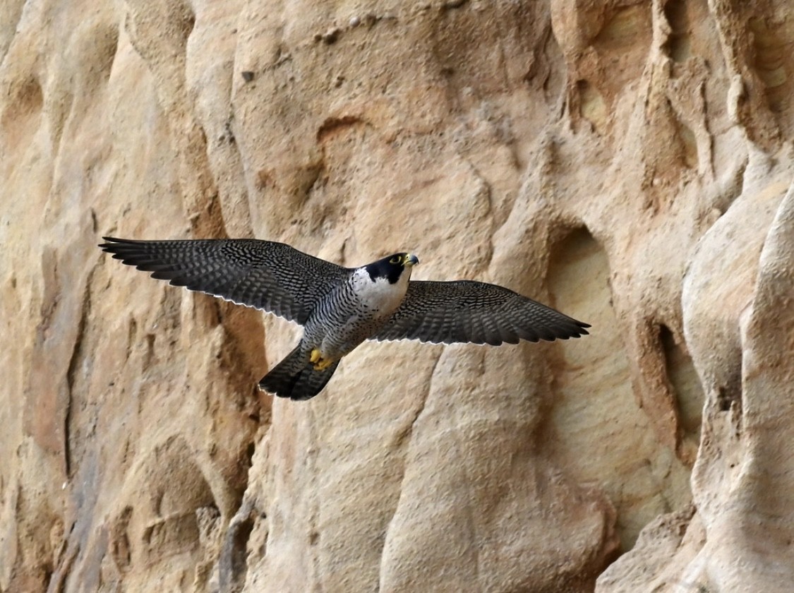Peregrine Falcon - ML635350698