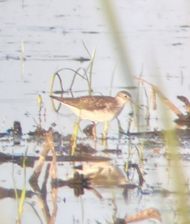 Solitary Sandpiper - ML635350709