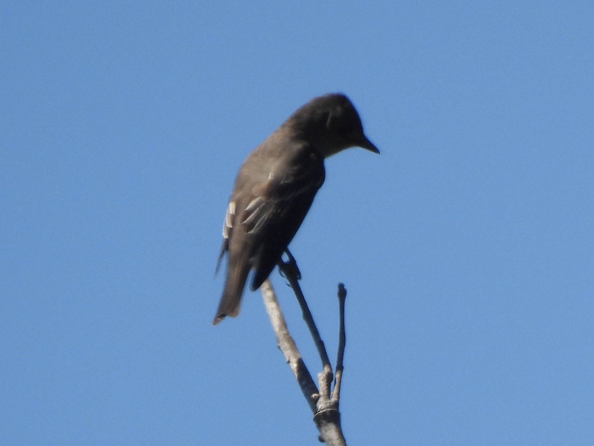 Western Wood-Pewee - ML635350729