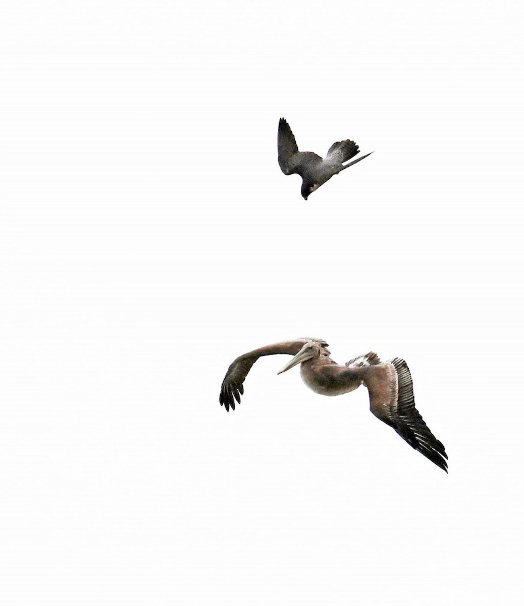 Peregrine Falcon - ML635350730