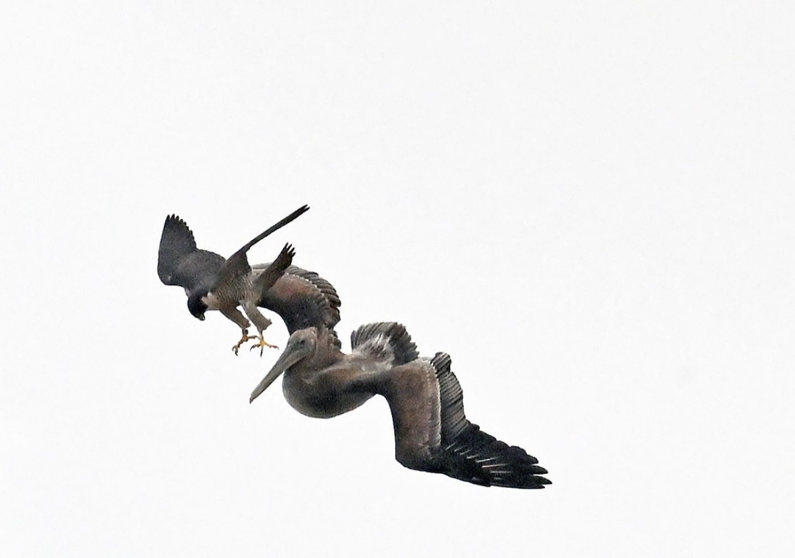 Peregrine Falcon - ML635350731