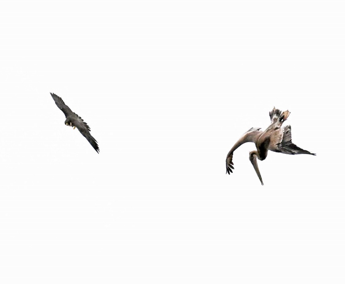 Peregrine Falcon - ML635350732